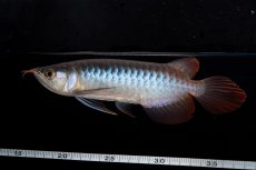 画像11: ダイナミックレッド NO.37（インドネシア産） (11)