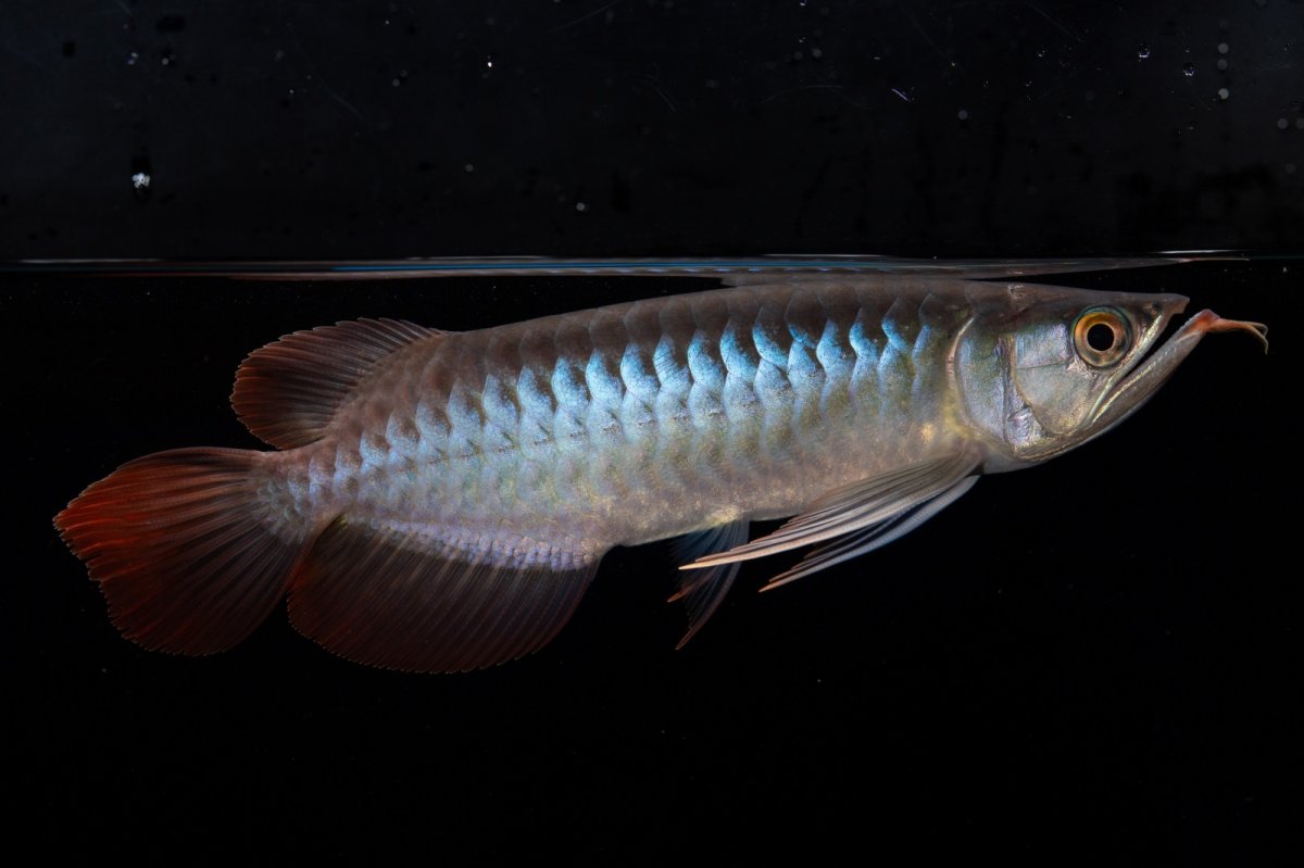 画像9: ダイナミックレッド NO.37（インドネシア産） (9)