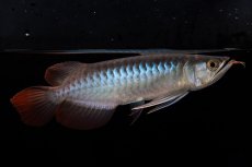 画像9: ダイナミックレッド NO.37（インドネシア産） (9)