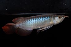 画像8: ダイナミックレッド NO.37（インドネシア産） (8)