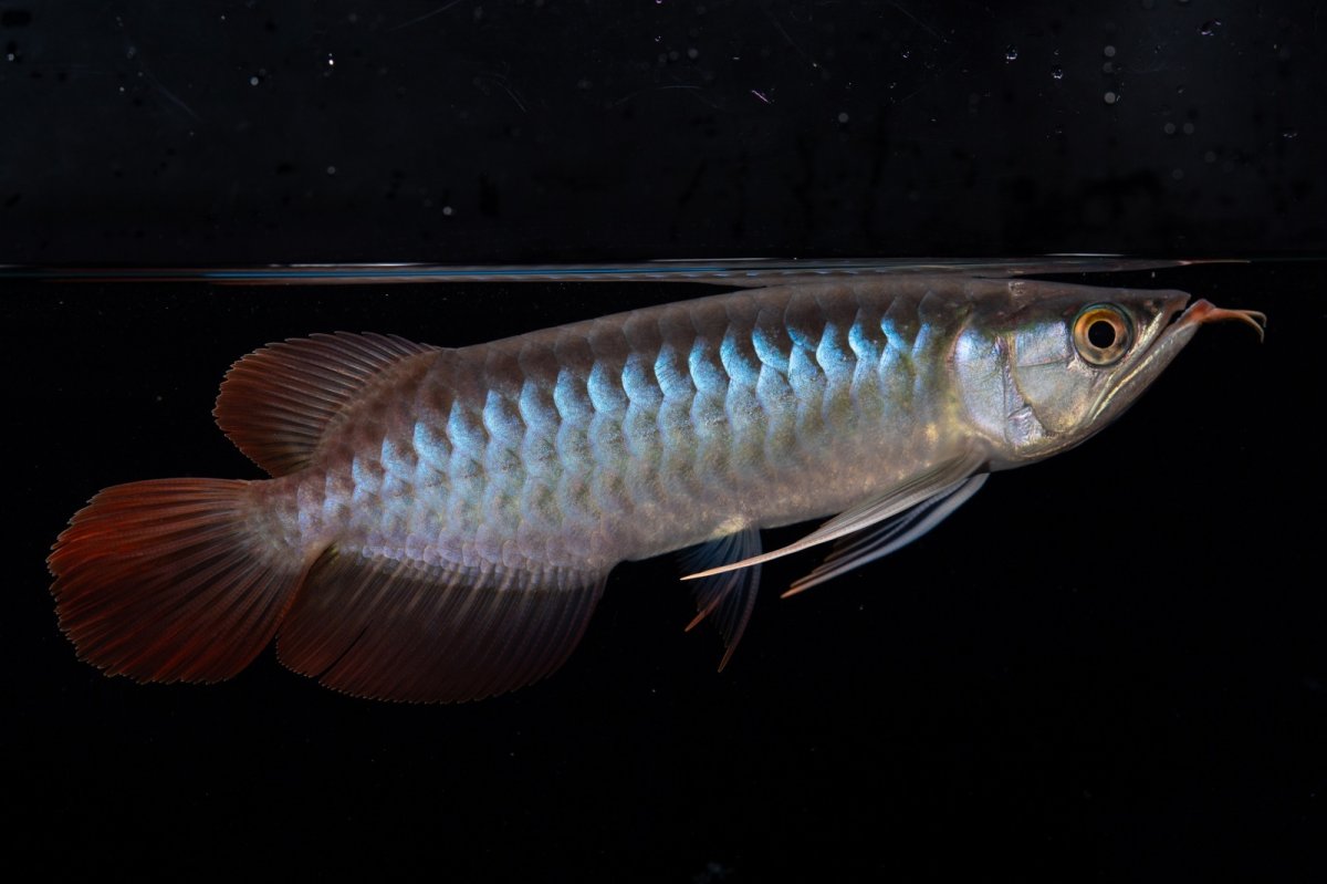 画像7: ダイナミックレッド NO.37（インドネシア産） (7)