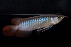 画像7: ダイナミックレッド NO.37（インドネシア産） (7)