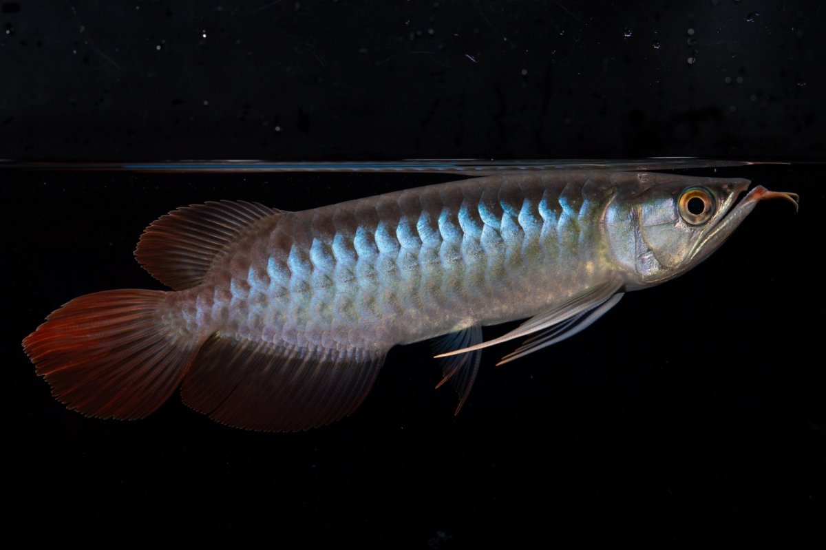 画像1: ダイナミックレッド NO.37（インドネシア産） (1)