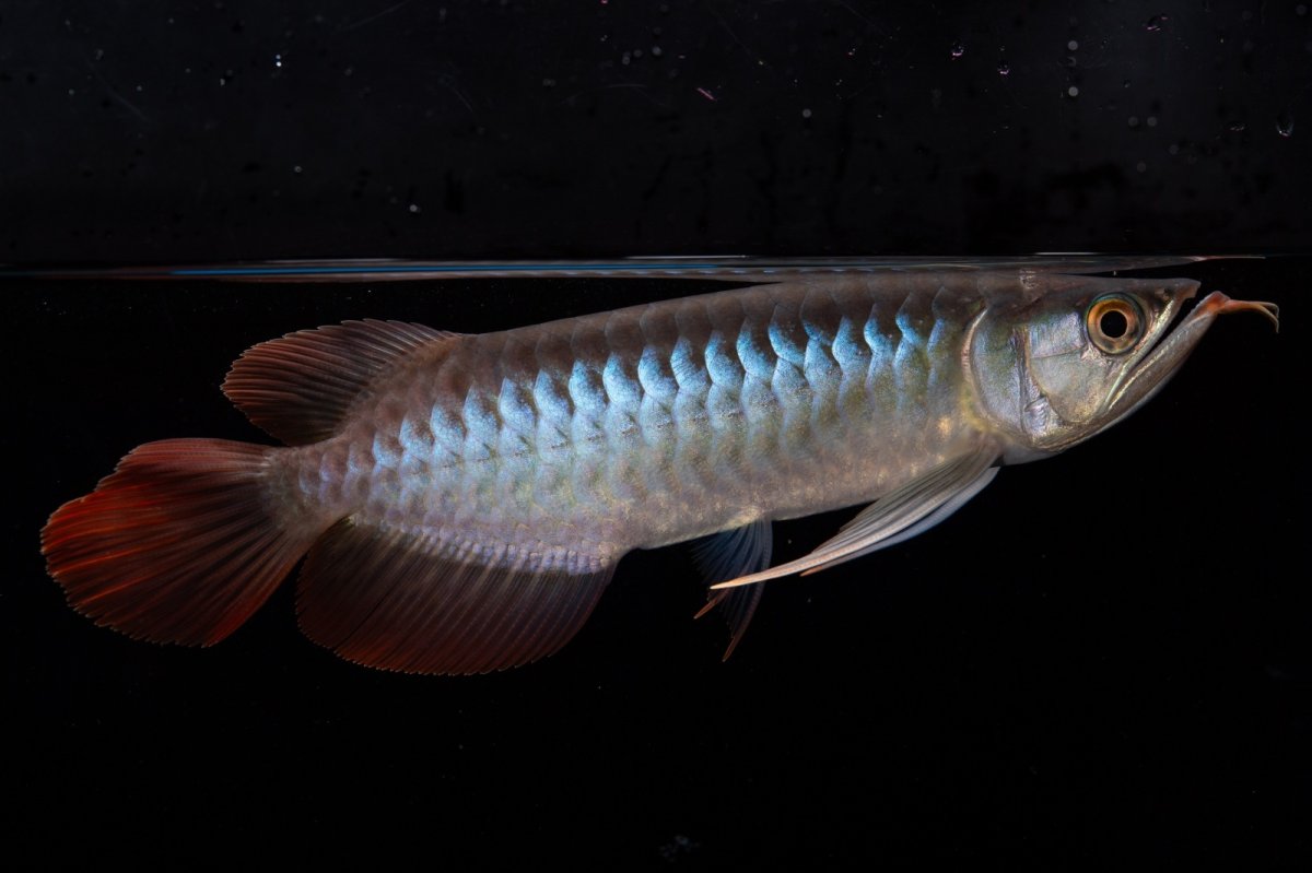 画像5: ダイナミックレッド NO.37（インドネシア産） (5)