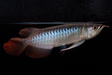 画像5: ダイナミックレッド NO.37（インドネシア産） (5)