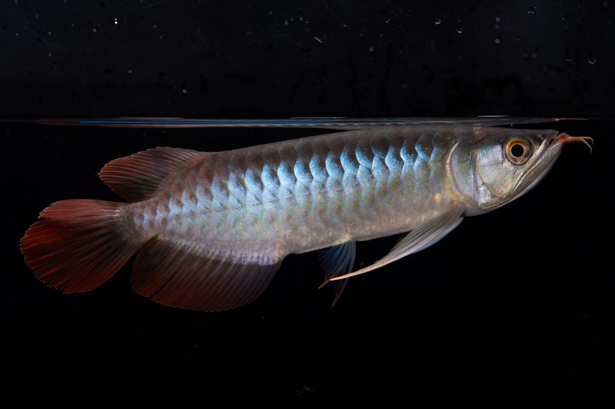 画像3: ダイナミックレッド NO.37（インドネシア産） (3)