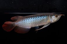 画像3: ダイナミックレッド NO.37（インドネシア産） (3)