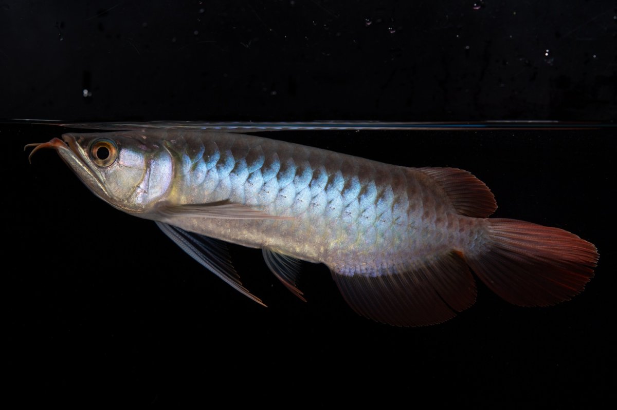 画像4: ダイナミックレッド NO.37（インドネシア産） (4)