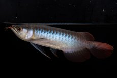 画像4: ダイナミックレッド NO.37（インドネシア産） (4)