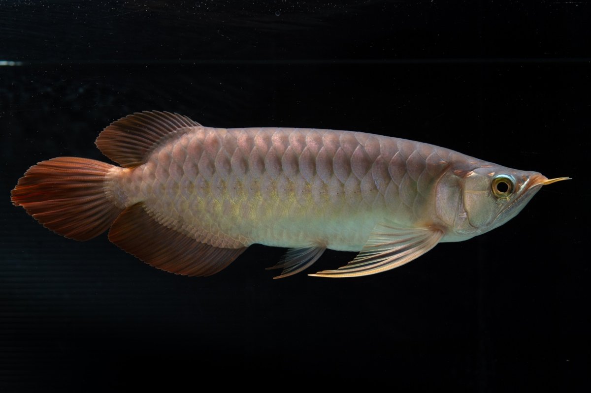 画像3: メタルレッド F4 NO.12（ディナミカカプアス産） (3)