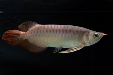 画像3: メタルレッド F4 NO.12（ディナミカカプアス産） (3)