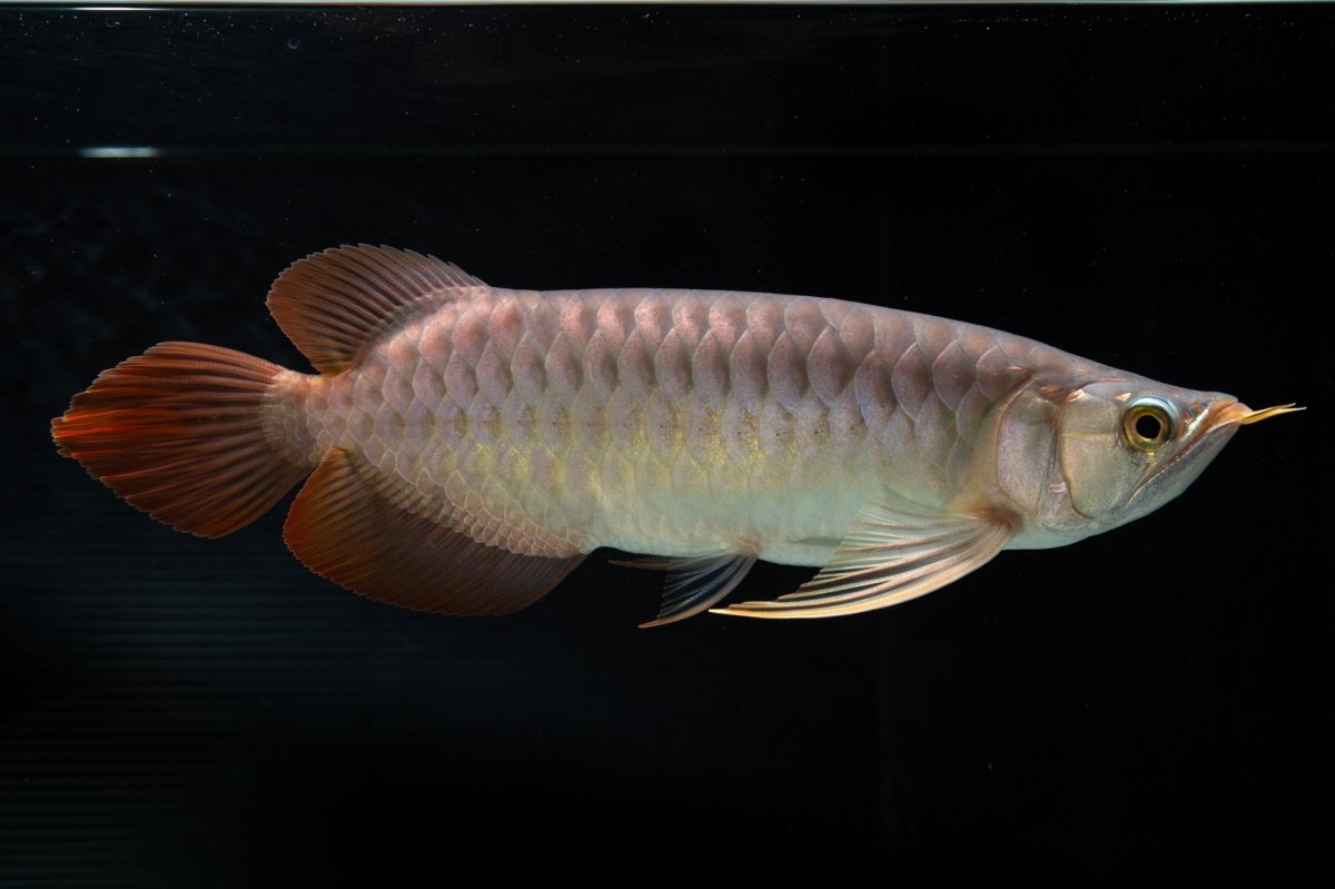 画像7: メタルレッド F4 NO.12（ディナミカカプアス産） (7)