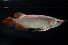 画像7: メタルレッド F4 NO.12（ディナミカカプアス産） (7)