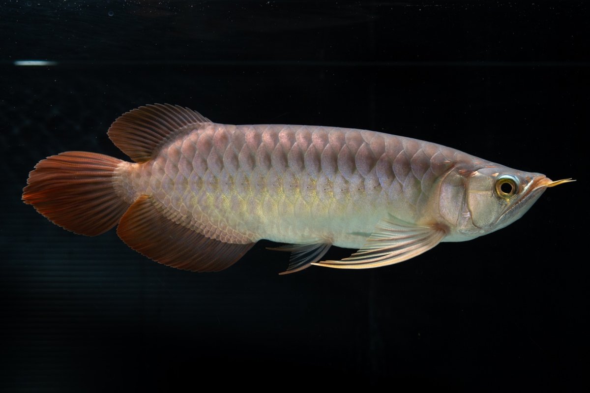 画像1: メタルレッド F4 NO.12（ディナミカカプアス産） (1)