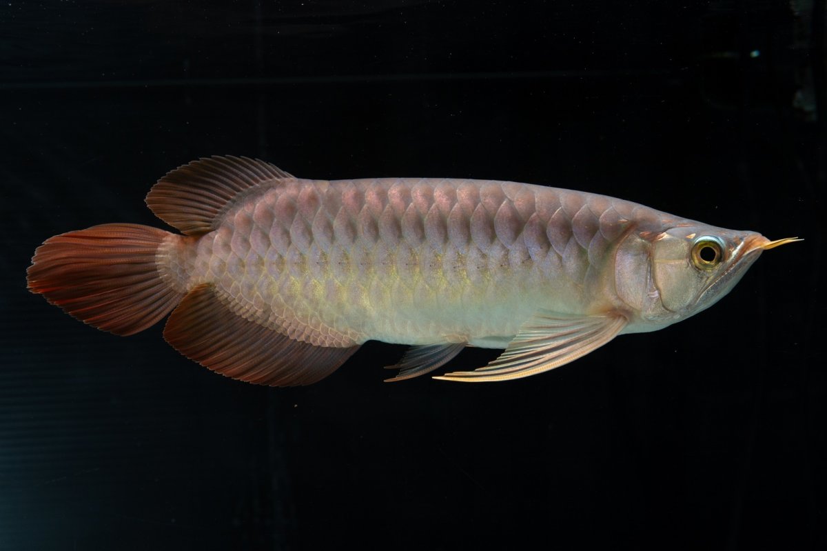 画像5: メタルレッド F4 NO.12（ディナミカカプアス産） (5)