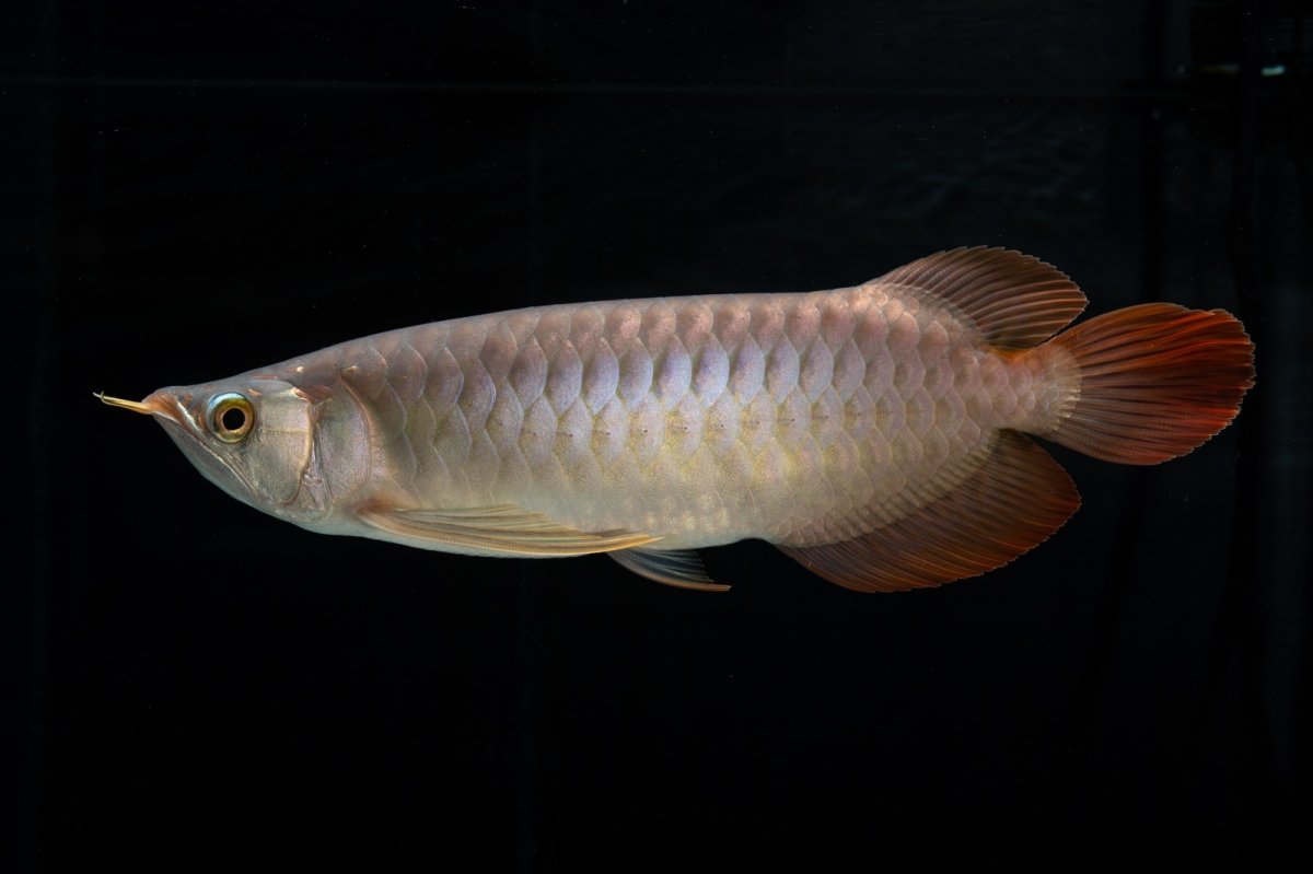 画像10: メタルレッド F4 NO.12（ディナミカカプアス産） (10)