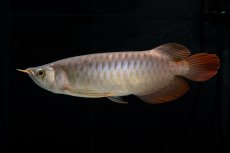 画像10: メタルレッド F4 NO.12（ディナミカカプアス産） (10)