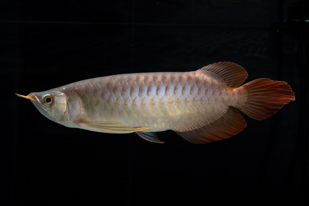 画像9: メタルレッド F4 NO.12（ディナミカカプアス産） (9)