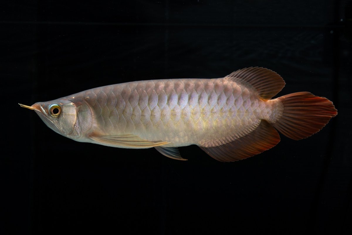 画像8: メタルレッド F4 NO.12（ディナミカカプアス産） (8)