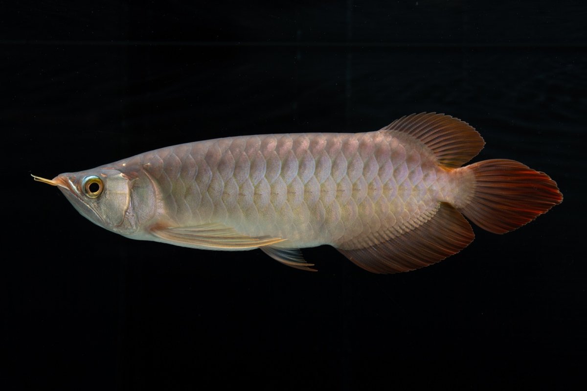 画像6: メタルレッド F4 NO.12（ディナミカカプアス産） (6)