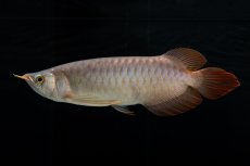 画像6: メタルレッド F4 NO.12（ディナミカカプアス産） (6)