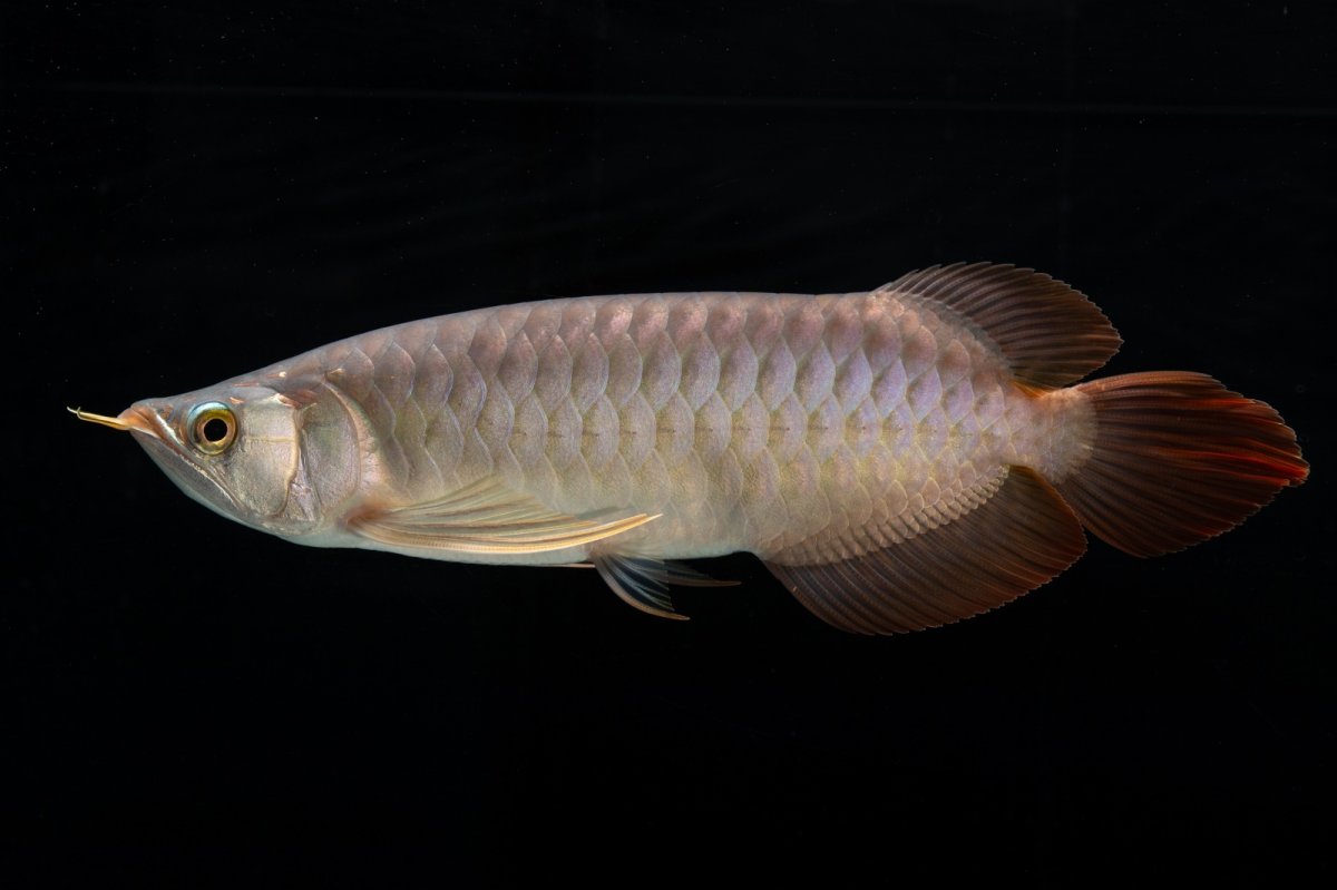 画像4: メタルレッド F4 NO.12（ディナミカカプアス産） (4)