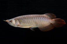 画像4: メタルレッド F4 NO.12（ディナミカカプアス産） (4)