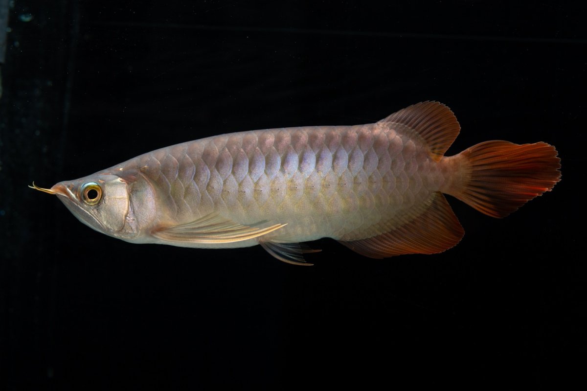 画像2: メタルレッド F4 NO.12（ディナミカカプアス産） (2)