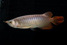 画像2: メタルレッド F4 NO.12（ディナミカカプアス産） (2)