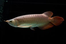 画像11: メタルレッド F4 NO.12（ディナミカカプアス産） (11)