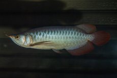 画像14: メタルレッド F4 NO.13（ディナミカカプアス産） (14)