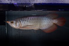 画像13: メタルレッド F4 NO.13（ディナミカカプアス産） (13)