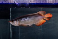 画像12: メタルレッド F4 NO.13（ディナミカカプアス産） (12)