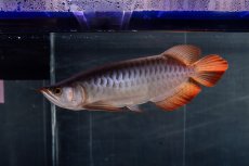 画像11: メタルレッド F4 NO.13（ディナミカカプアス産） (11)