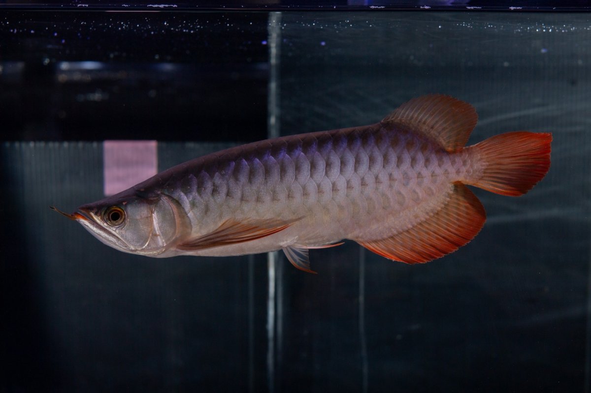 画像10: メタルレッド F4 NO.13（ディナミカカプアス産） (10)