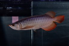 画像10: メタルレッド F4 NO.13（ディナミカカプアス産） (10)