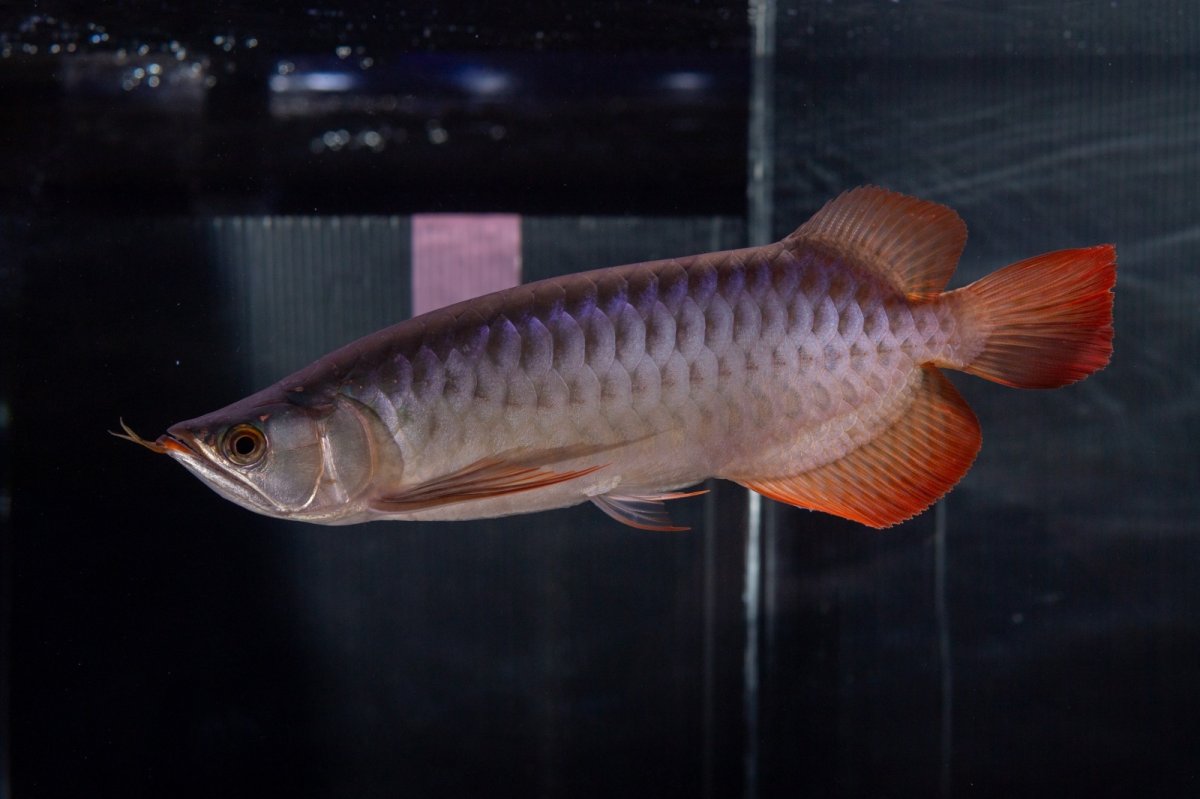 画像9: メタルレッド F4 NO.13（ディナミカカプアス産） (9)