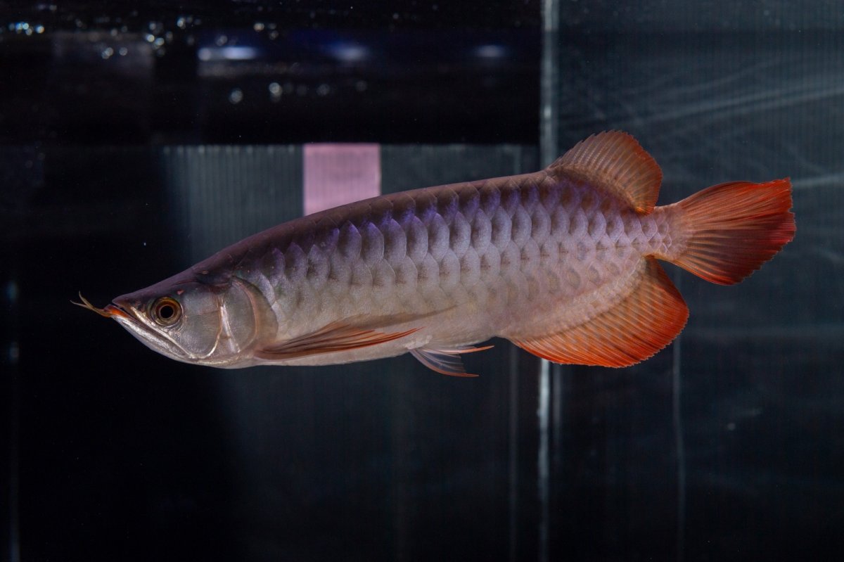 画像8: メタルレッド F4 NO.13（ディナミカカプアス産） (8)