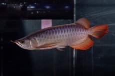 画像8: メタルレッド F4 NO.13（ディナミカカプアス産） (8)