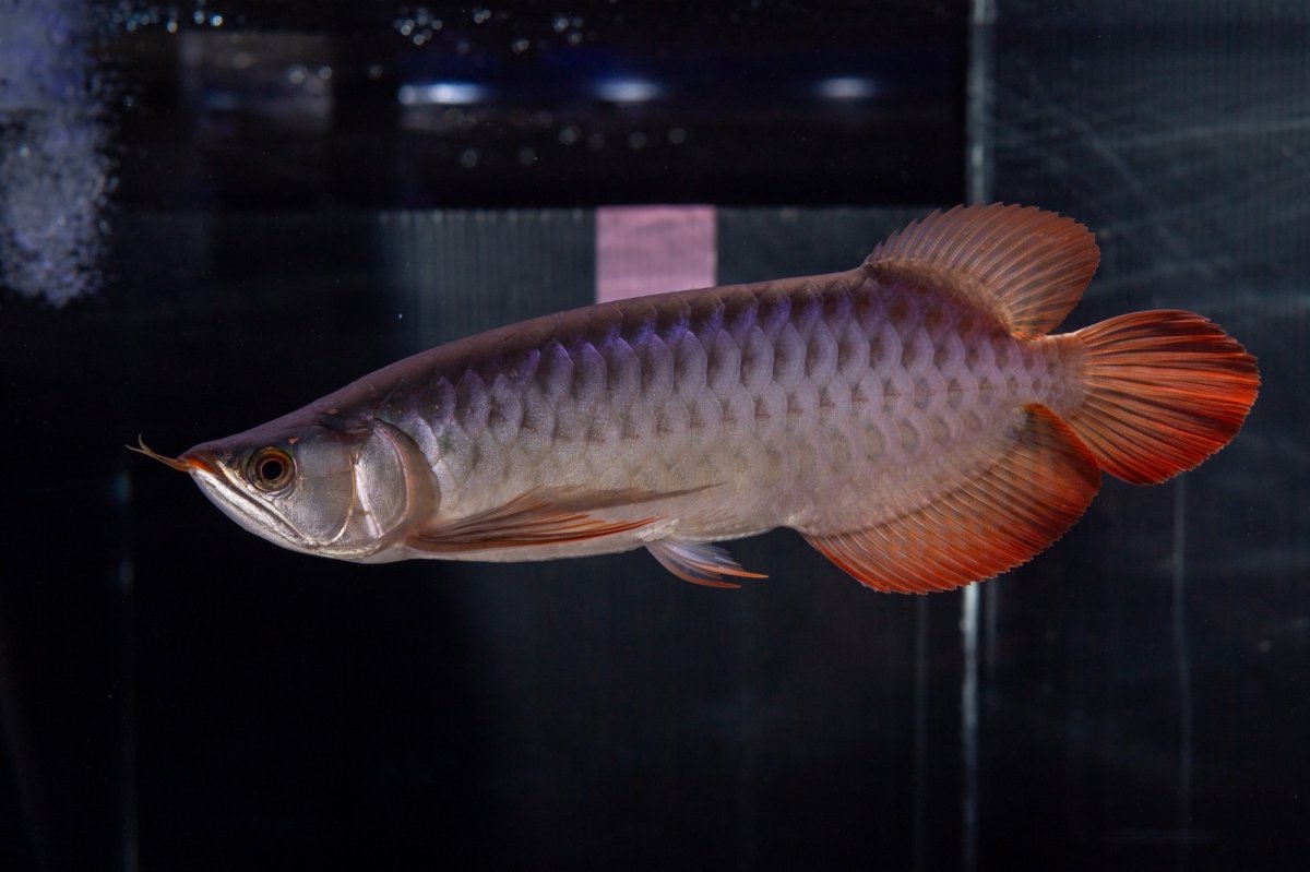 画像7: メタルレッド F4 NO.13（ディナミカカプアス産） (7)