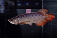 画像7: メタルレッド F4 NO.13（ディナミカカプアス産） (7)