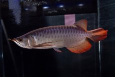 画像6: メタルレッド F4 NO.13（ディナミカカプアス産） (6)