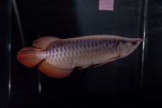 画像2: メタルレッド F4 NO.13（ディナミカカプアス産） (2)