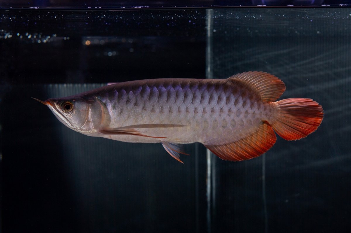 画像5: メタルレッド F4 NO.13（ディナミカカプアス産） (5)