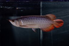 画像5: メタルレッド F4 NO.13（ディナミカカプアス産） (5)