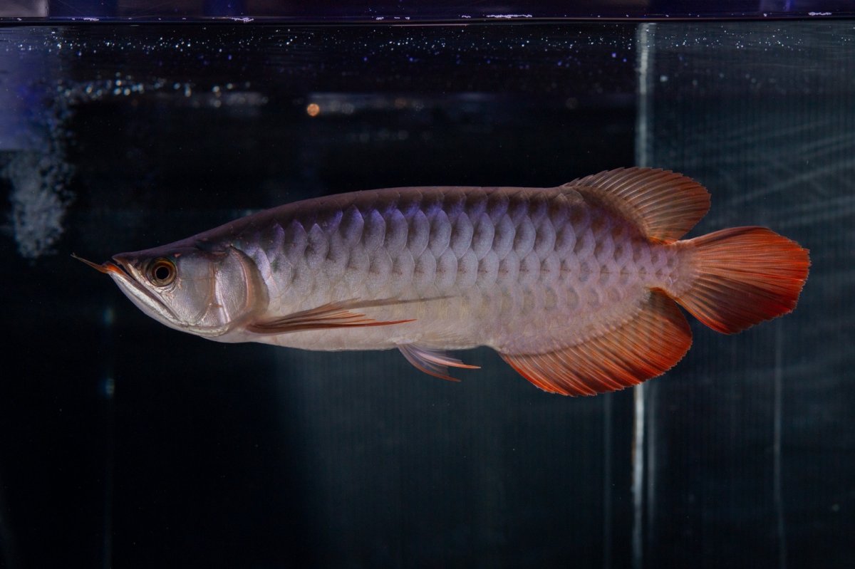 画像4: メタルレッド F4 NO.13（ディナミカカプアス産） (4)