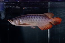 画像4: メタルレッド F4 NO.13（ディナミカカプアス産） (4)