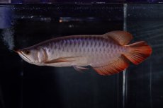 画像3: メタルレッド F4 NO.13（ディナミカカプアス産） (3)