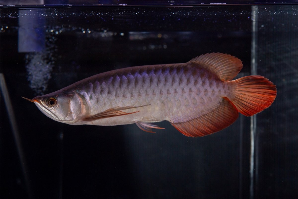 画像1: メタルレッド F4 NO.13（ディナミカカプアス産） (1)