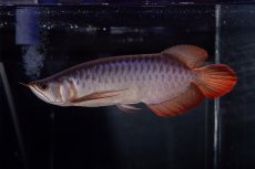 画像1: メタルレッド F4 NO.13（ディナミカカプアス産） (1)